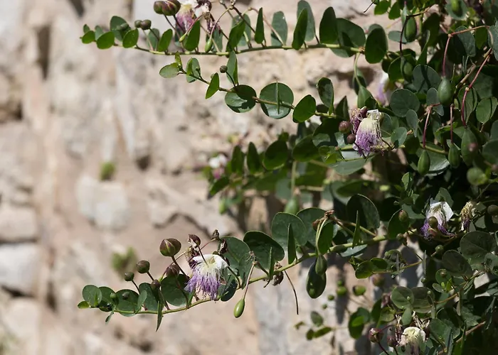 Antico Convento Dei Cappuccini Ragusa